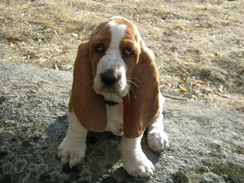 Cachorro Basset Hound