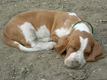 Cachorro Basset Hound Cachorro Basset Hound