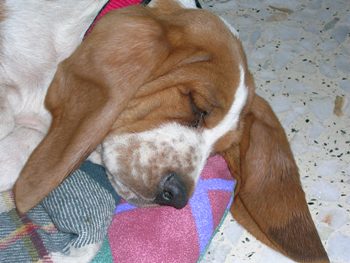 Cachorro Basset Hound Cachorro Basset Hound
