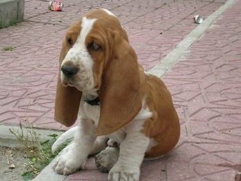 Cachorro Basset Hound