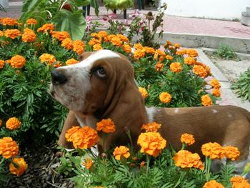 Cachorro Basset Hound Cachorro Basset Hound
