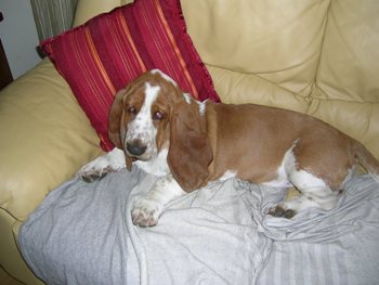 Cachorro Basset Hound Cachorro Basset Hound