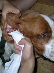 Limpieza Orejas Basset Hound Limpieza Orejas Basset Hound