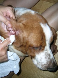 Limpieza Orejas Basset Hound