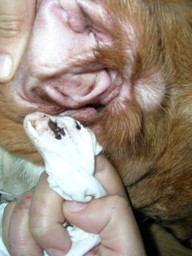 Limpieza Orejas Basset Hound Limpieza Orejas Basset Hound