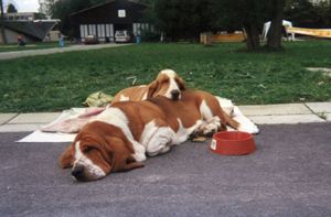 Basset Hound Queen´s Hermelin Basset Hound Queen´s Hermelin