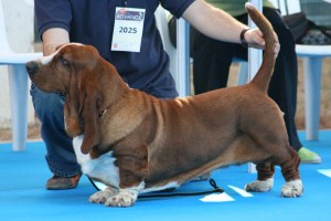 Basset Hound de La Jucarda Basset Hound de La Jucarda