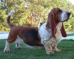 Basset Hound Lake Park Campeón Basset Hound Lake Park