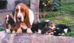 Cachorros Basset Hound Cachorros Basset Hound Las Merindades