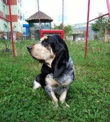 Sioux Basset Hound Sioux, Basset Hound protagonista en la localización de una persona desaparecida