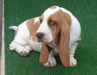 Cachorro Basset Hound Casa do Trevo