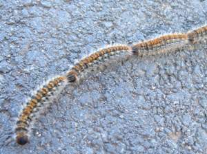 Procesionaria Procesionaria